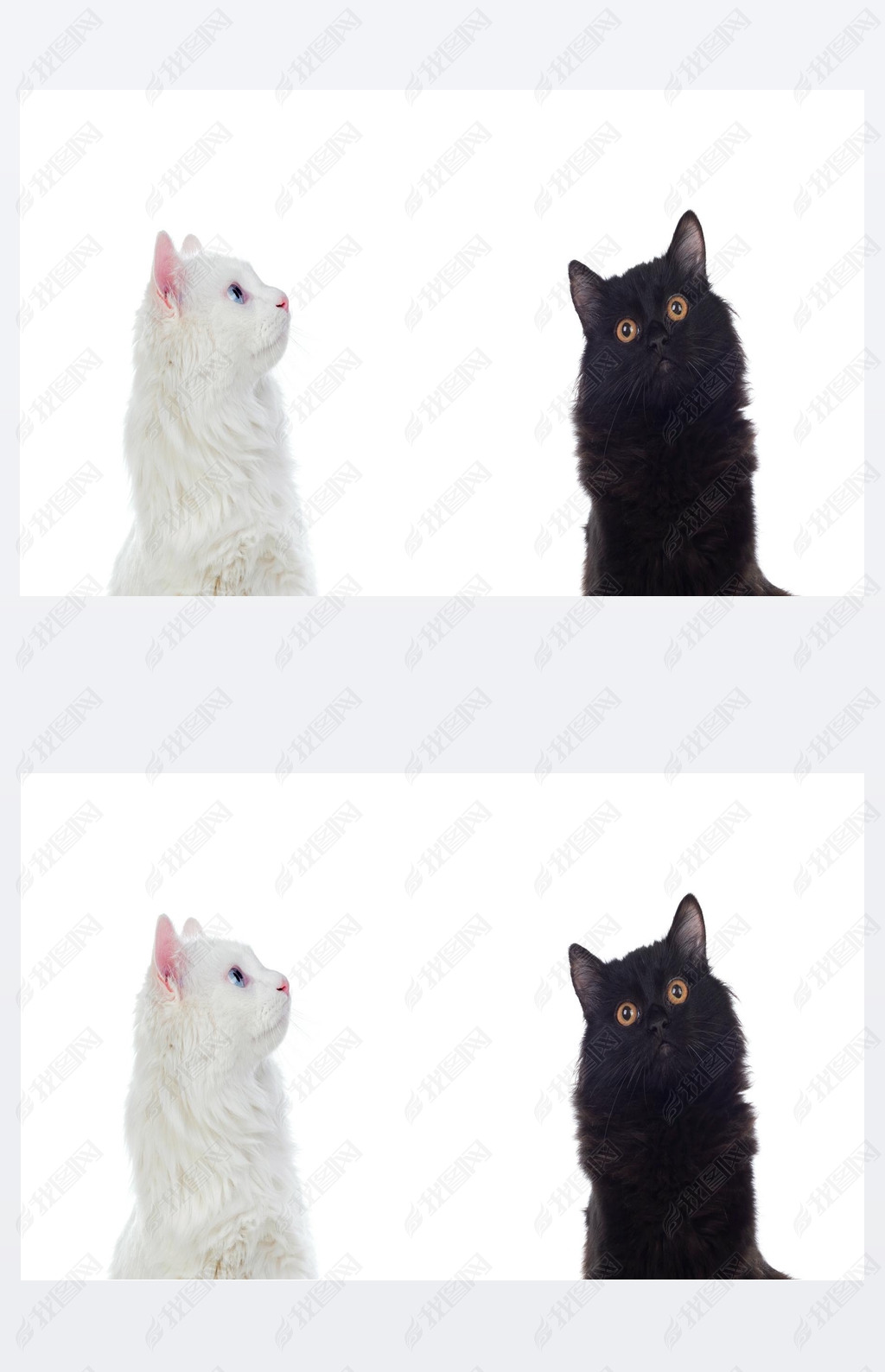 Black and white Persian cats with brown and blue eyes isolated on white background