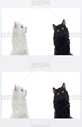 Black and white Persian cats with brown and blue eyes isolated on white background