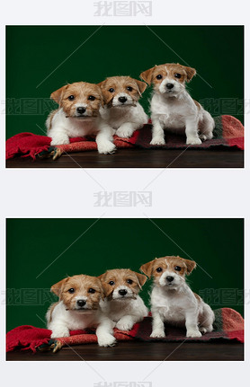 puppy jack russell terrier on a green background. Cute dog