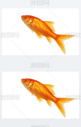 Isolated gold fish