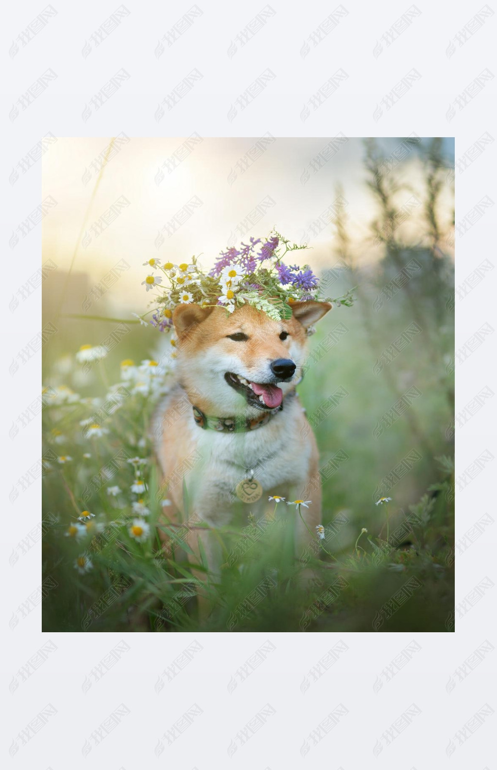 Shiba Inu