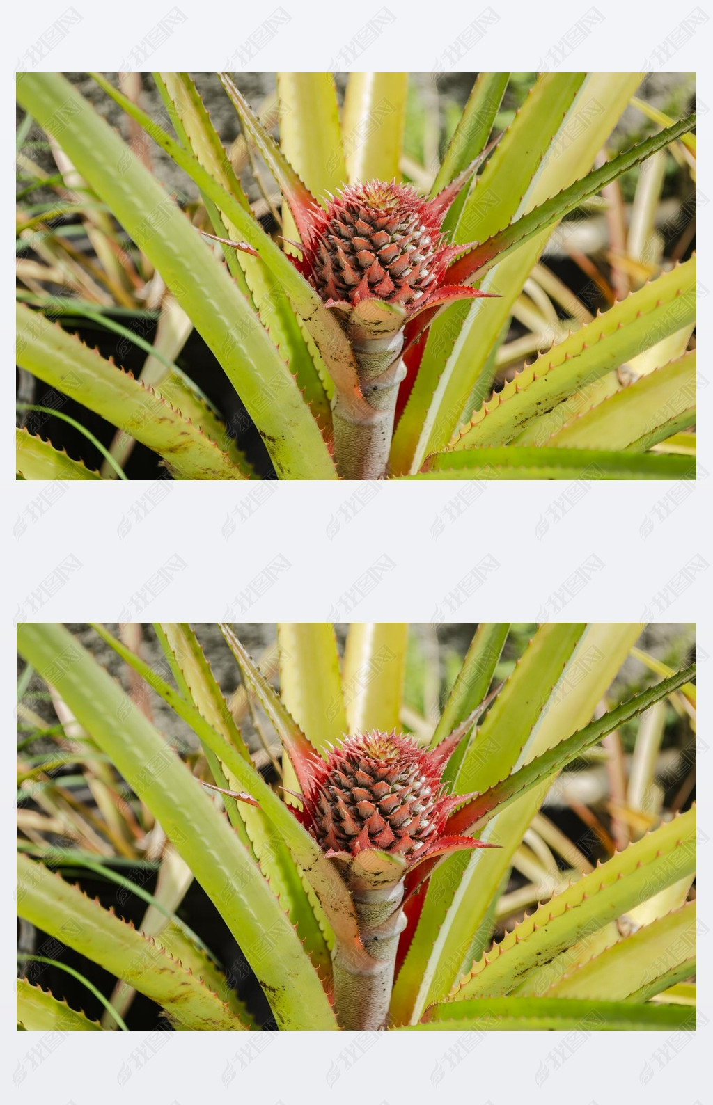 菠萝生长过程记录图图片