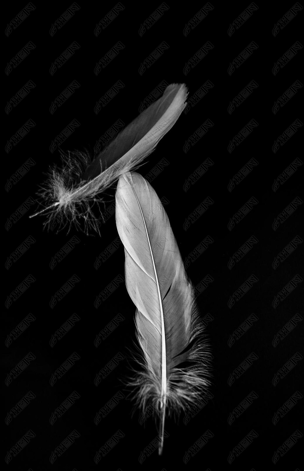 带谷物的黑色背景羽毛的黑白美术照片