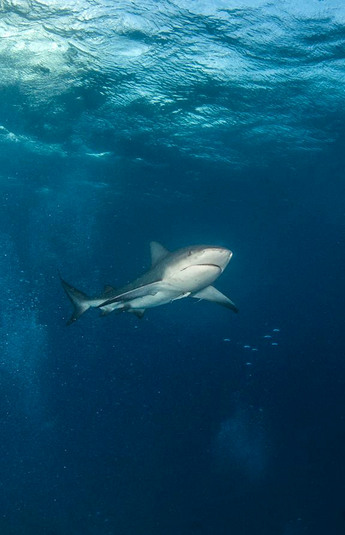 巴哈马的牛鲨下载-编号25554453-自然风景-我图网