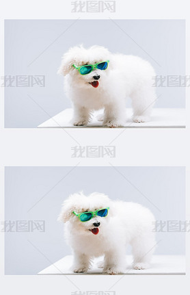 Bichon haneseɫ̫ɫɫ