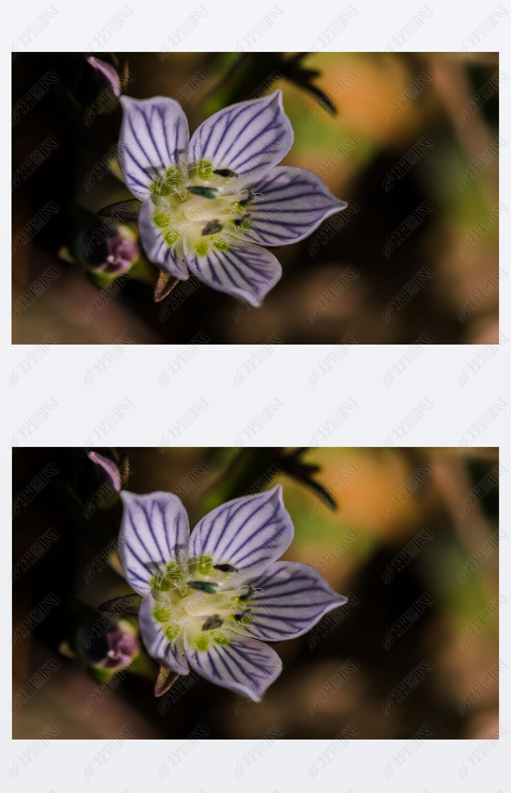 ֵ̩(Swertia striata Coll.)Ȼʢư׻.