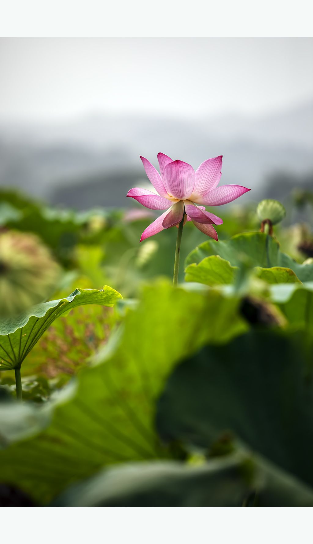 原创唯美荷花莲花荷韵