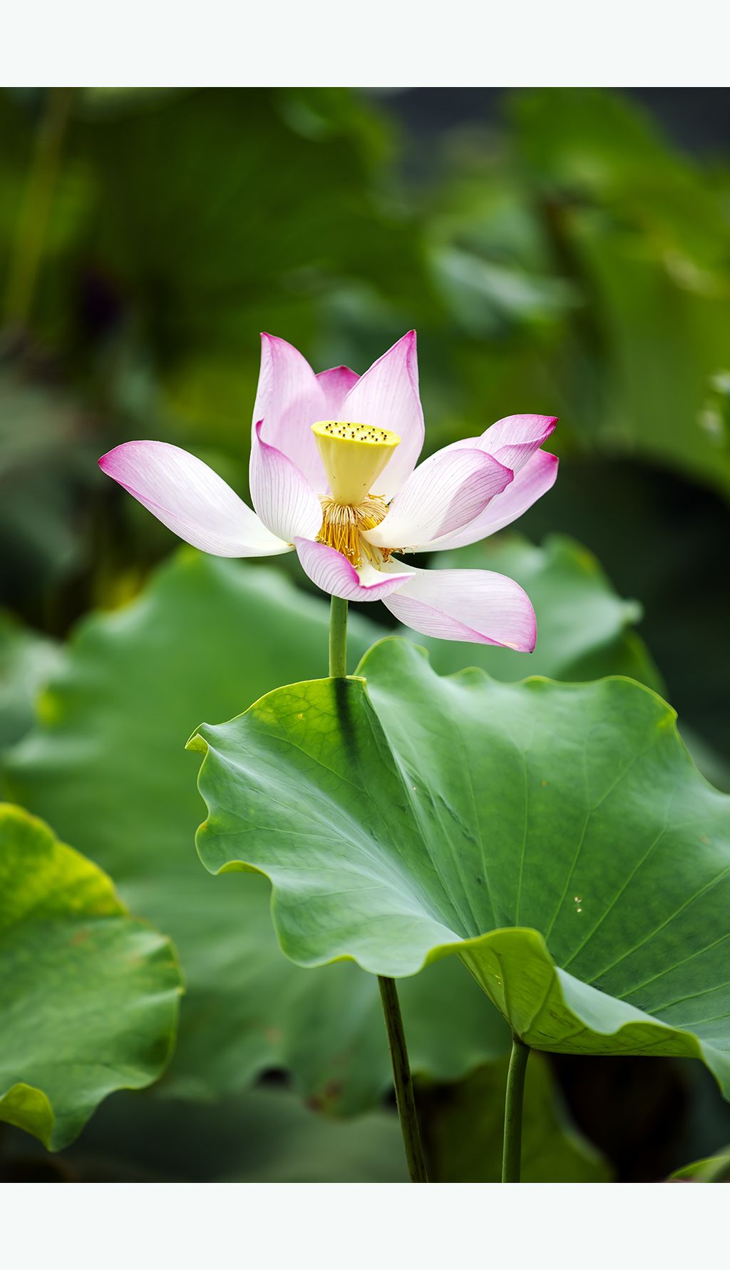 唯美荷花莲花荷韵下载-编号25858124-自然风景-我图网