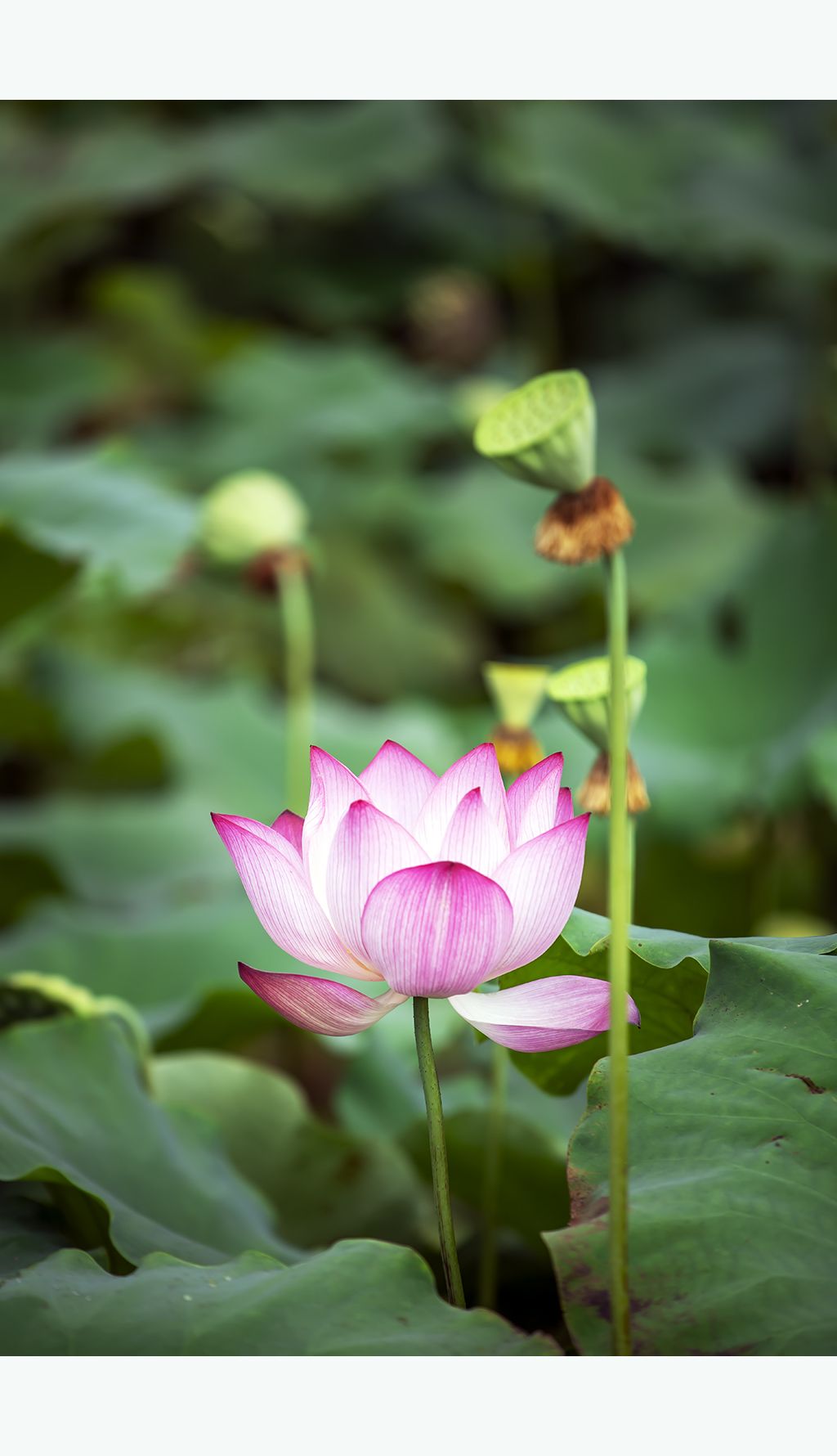 唯美荷花莲花荷韵