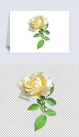鲜花植物摄影白色黄色玫瑰花png