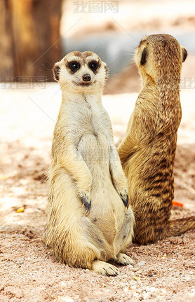 meercat Ф