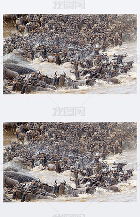 Wildebeest (Connochaetes taurinus) great migration