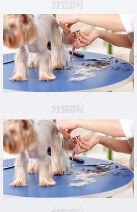 Yorkshire terrier is being thoroughly groomed.