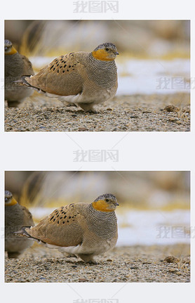  Sandgrouse, Syrrhaptes , , ӿʲ׶