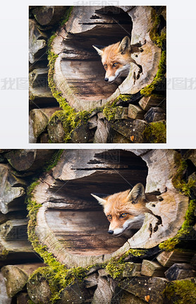 Red Fox (Vulpes vulpes)