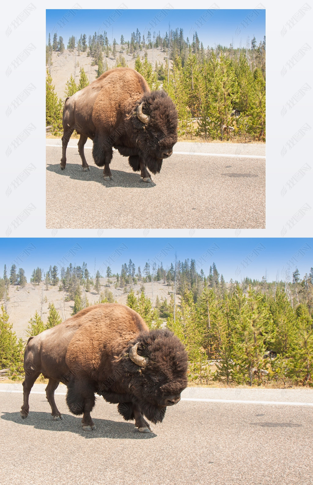 原创美洲野牛共享之路版权可商用