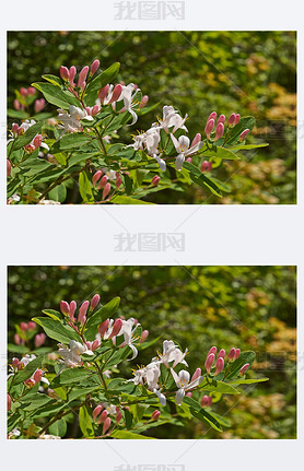 Flowering branch of forest honeysuckle.