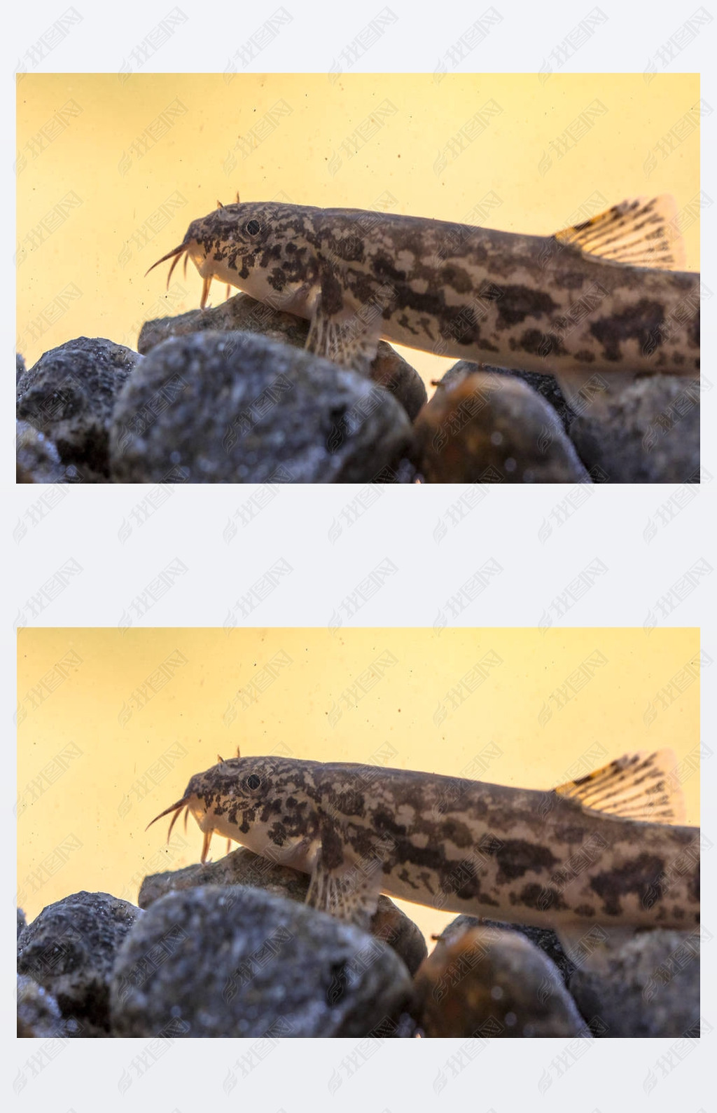 石泥鳅barbatulabarbatula是nemacheilidae家族淡水射线