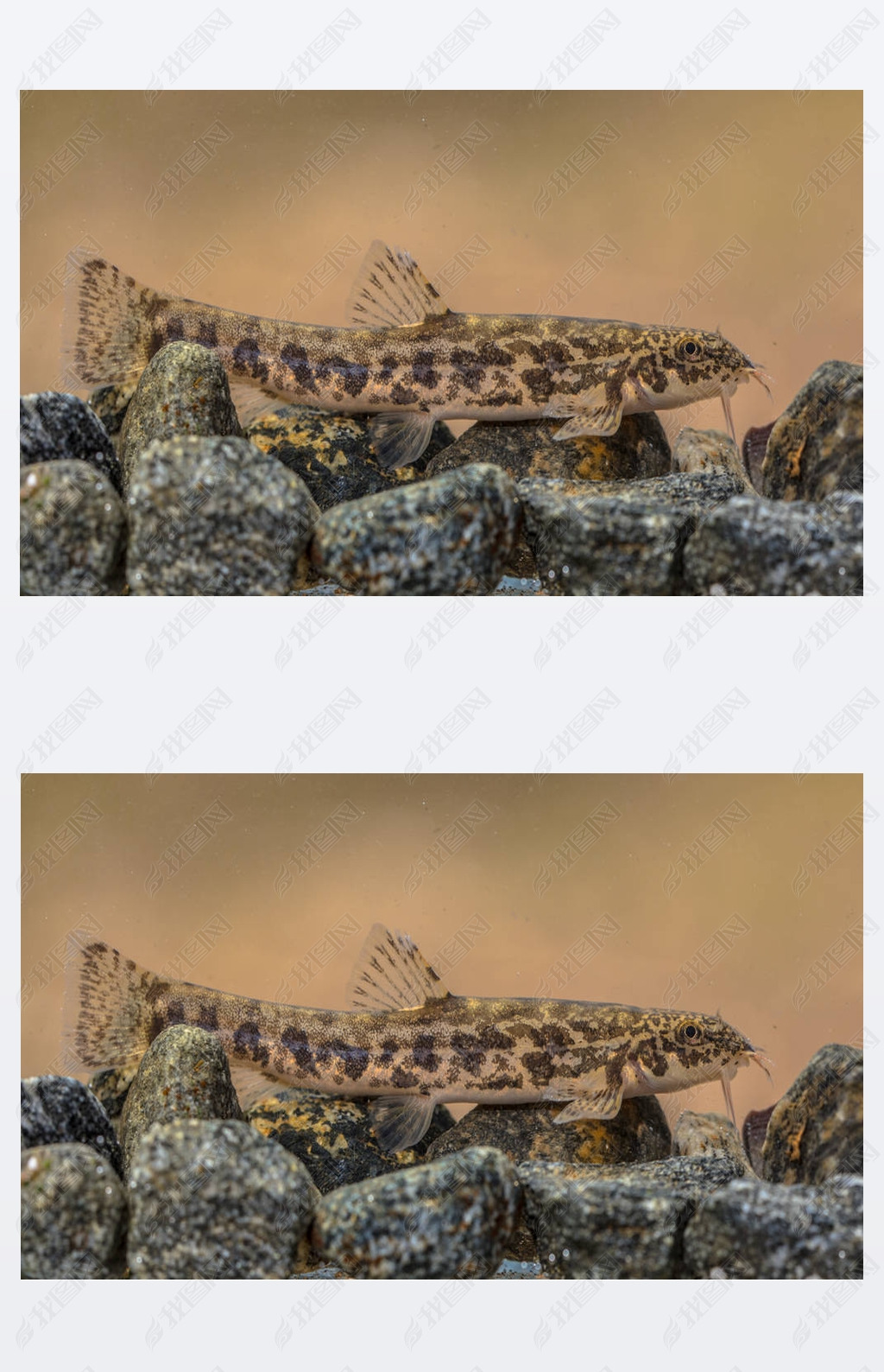 石泥鳅barbatulabarbatula是nemacheilidae家族中一种淡水射线鳍鱼的