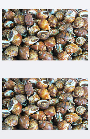 斑点的巴比伦蜗牛