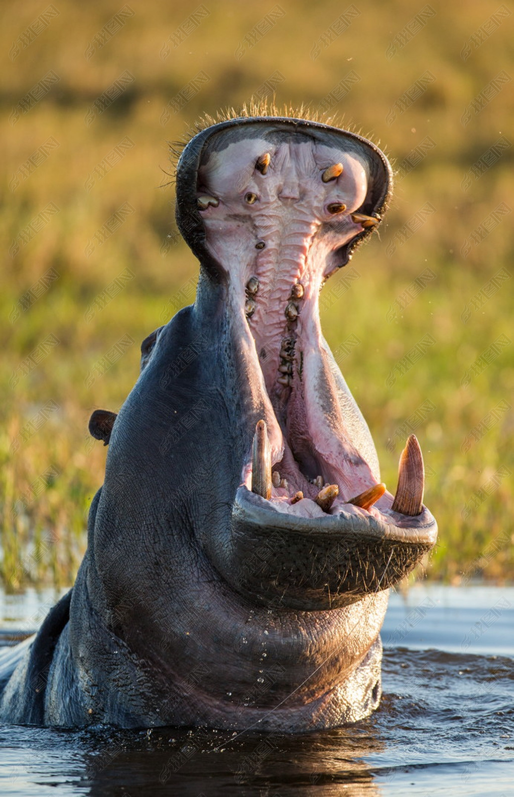 Hippopotamus showing huge jaw