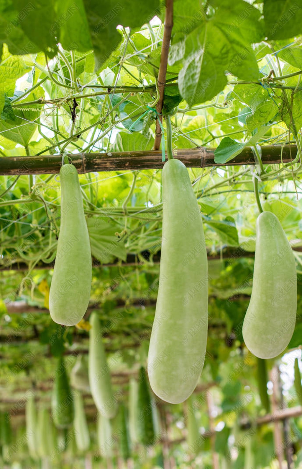 原创冬瓜和南瓜挂在赣南结构版权可商用