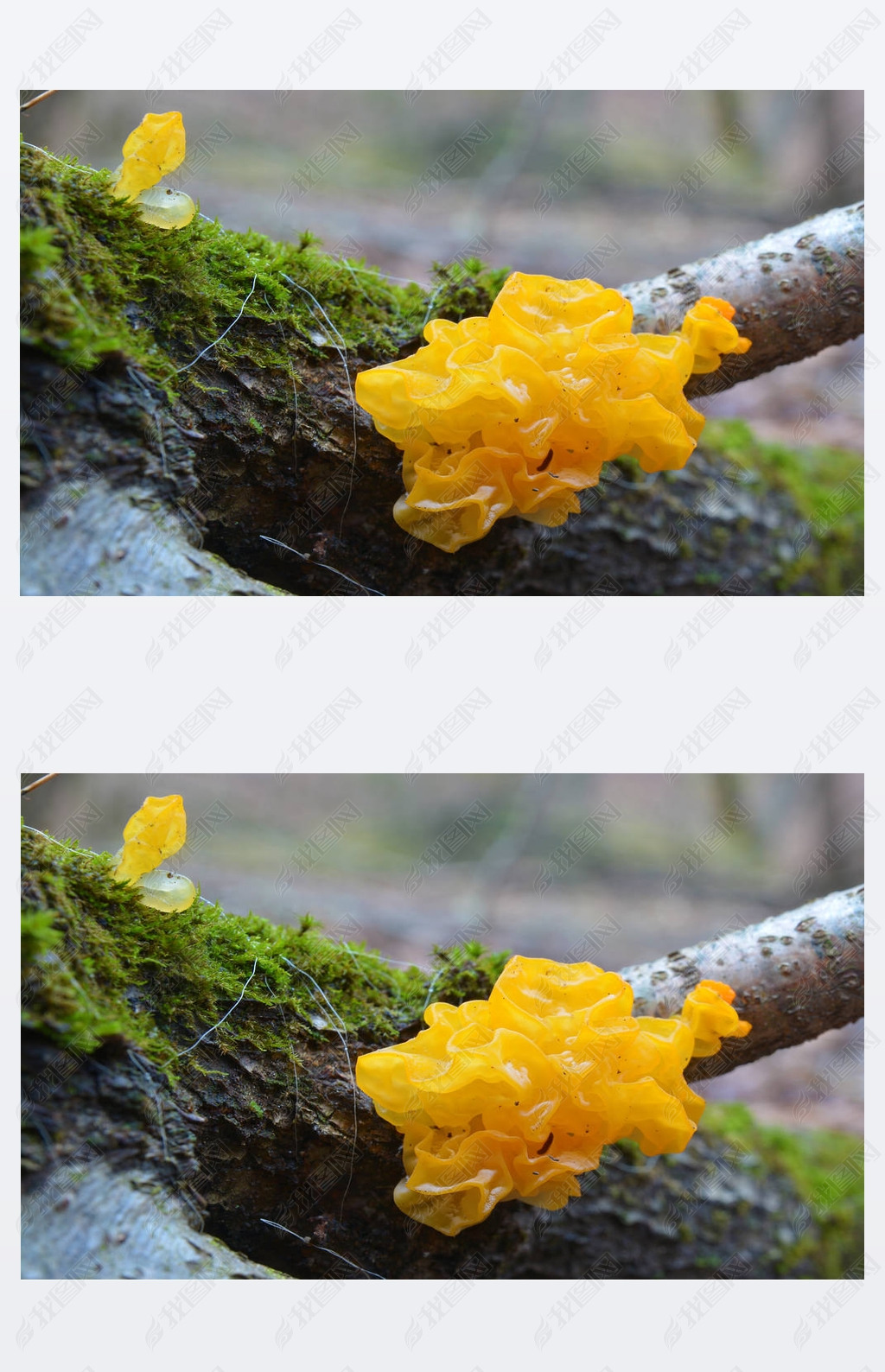 tremellamesentericafungus