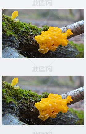 tremella mesenterica fungus