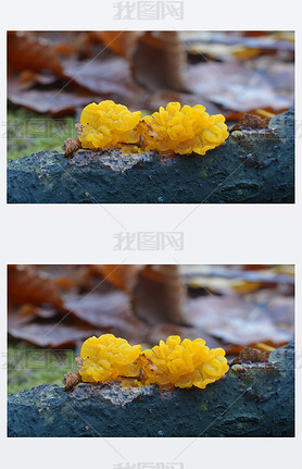 tremella mesenterica fungus