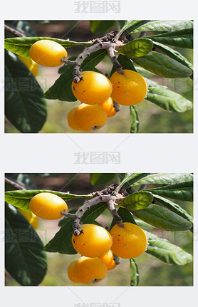 ϵ loquat  (Eriobotrya japonica)ֹϵˮάءʺͿ