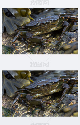 ̰з (Carcinus Maenus)