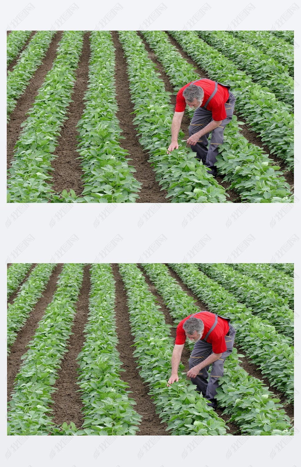 Farmer or agronomist in soy bean field examine plant