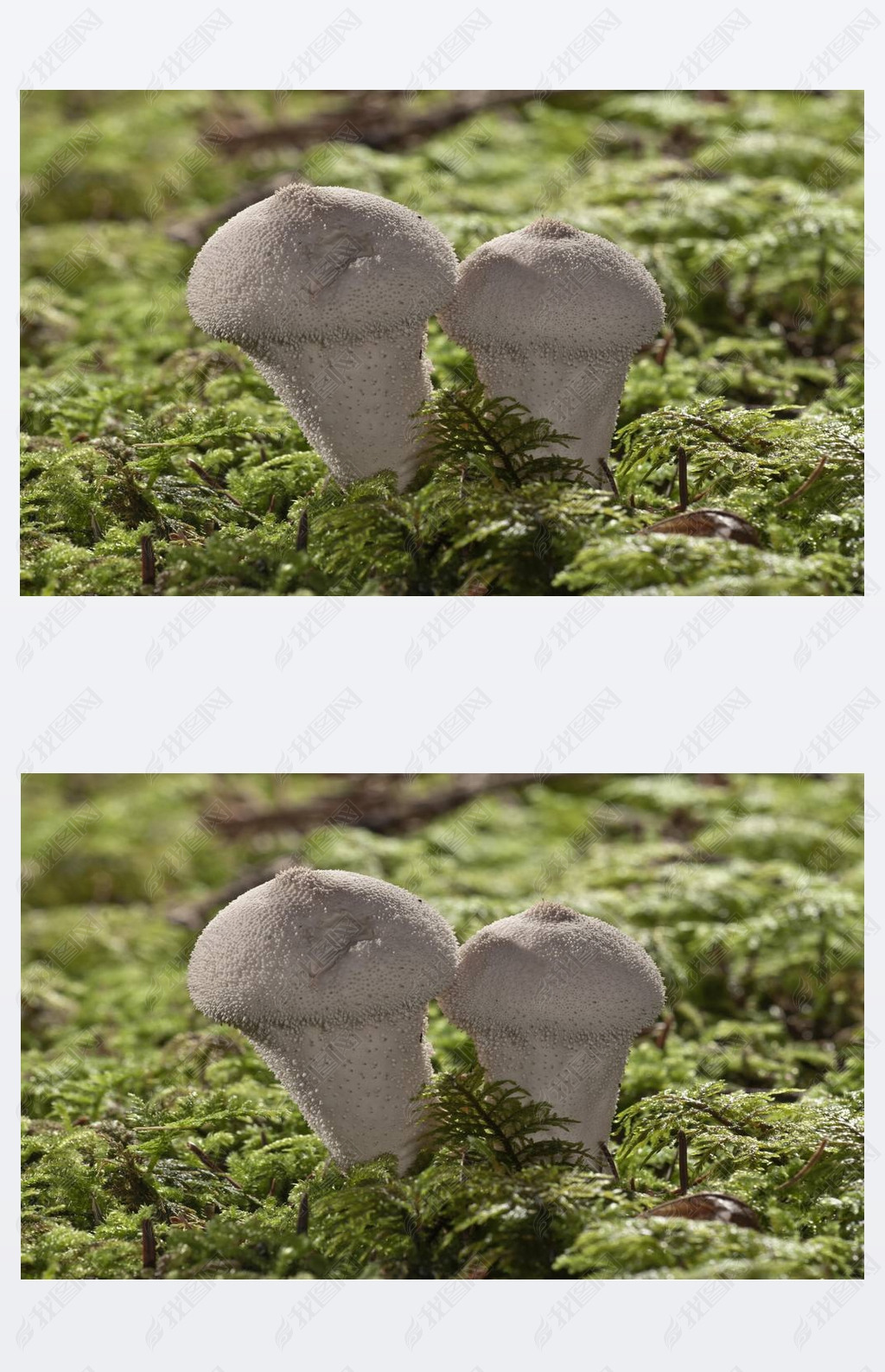 ʯǶ, ħ̺, Lycoperdon perlatum Ģ