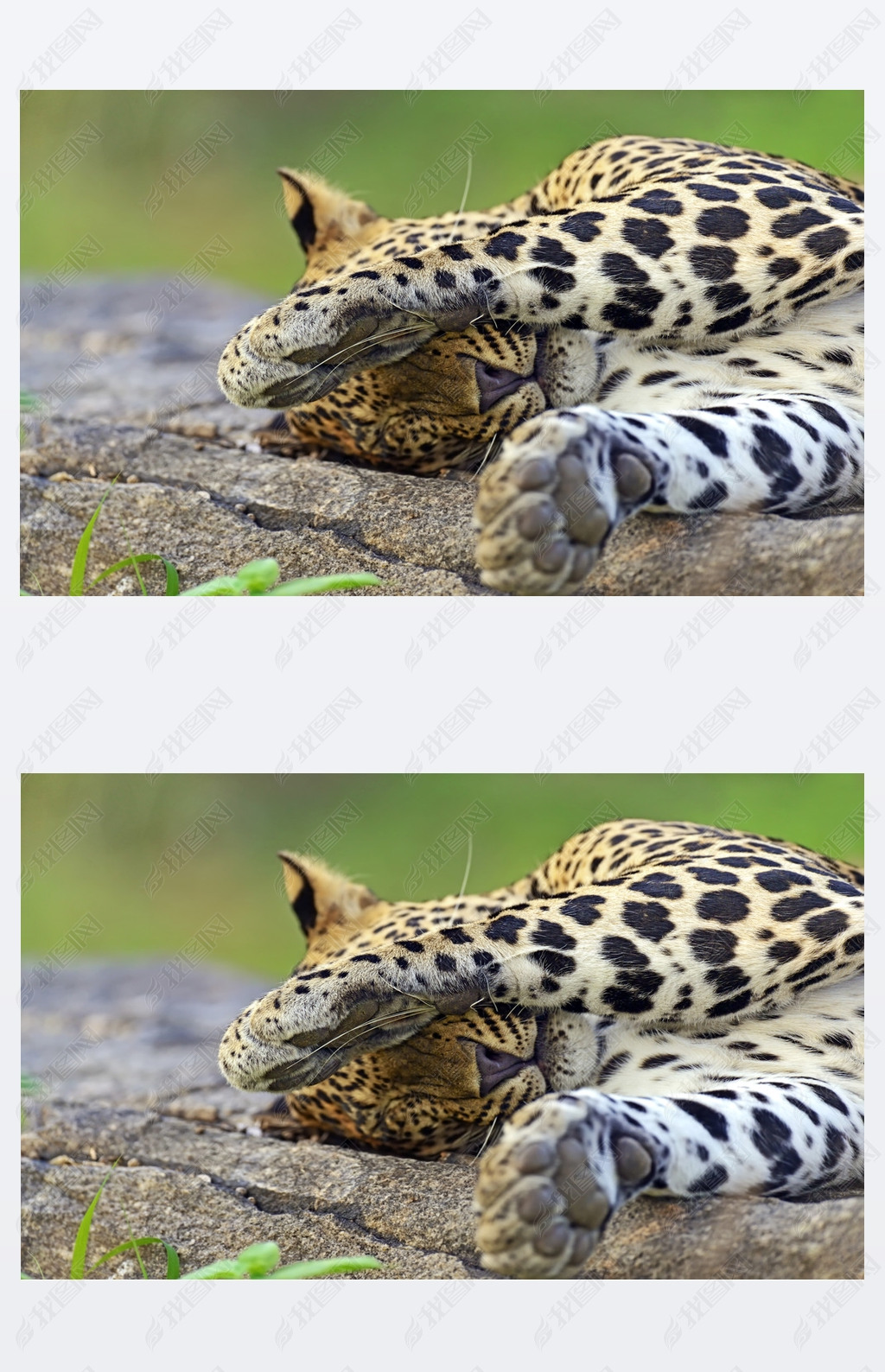 ˹ leopards