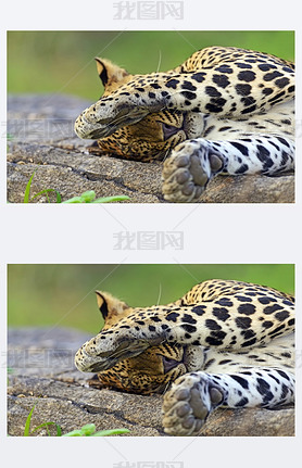 ˹ leopards