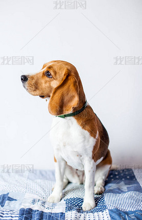 Beagle Ȯڰɫڼڴ. 