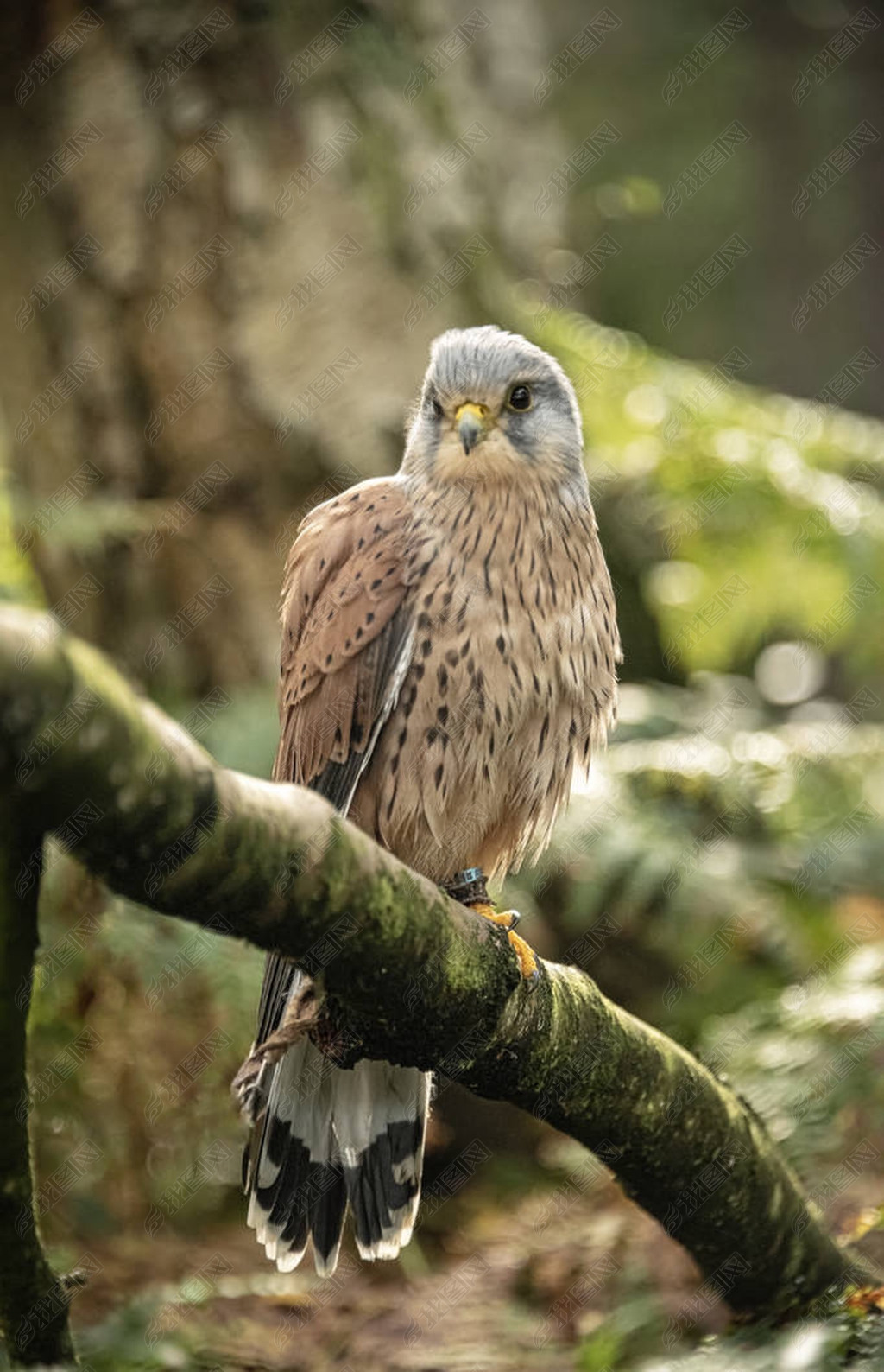 uk, sherwood forrest, ŵݵ prey ¼-kestrel ɭֵ֦