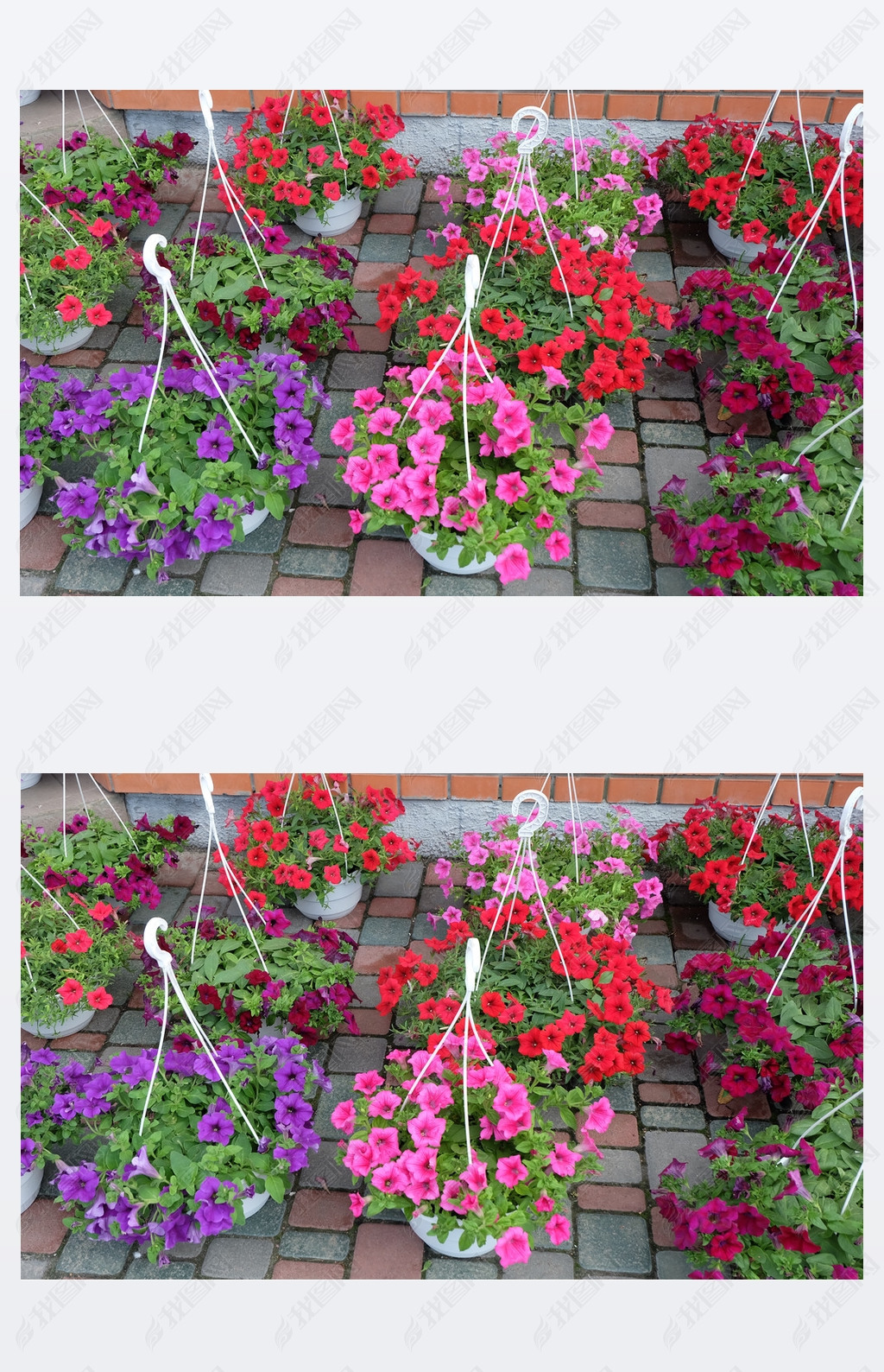 petunias in pots for the garden