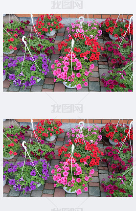 petunias in pots for the garden