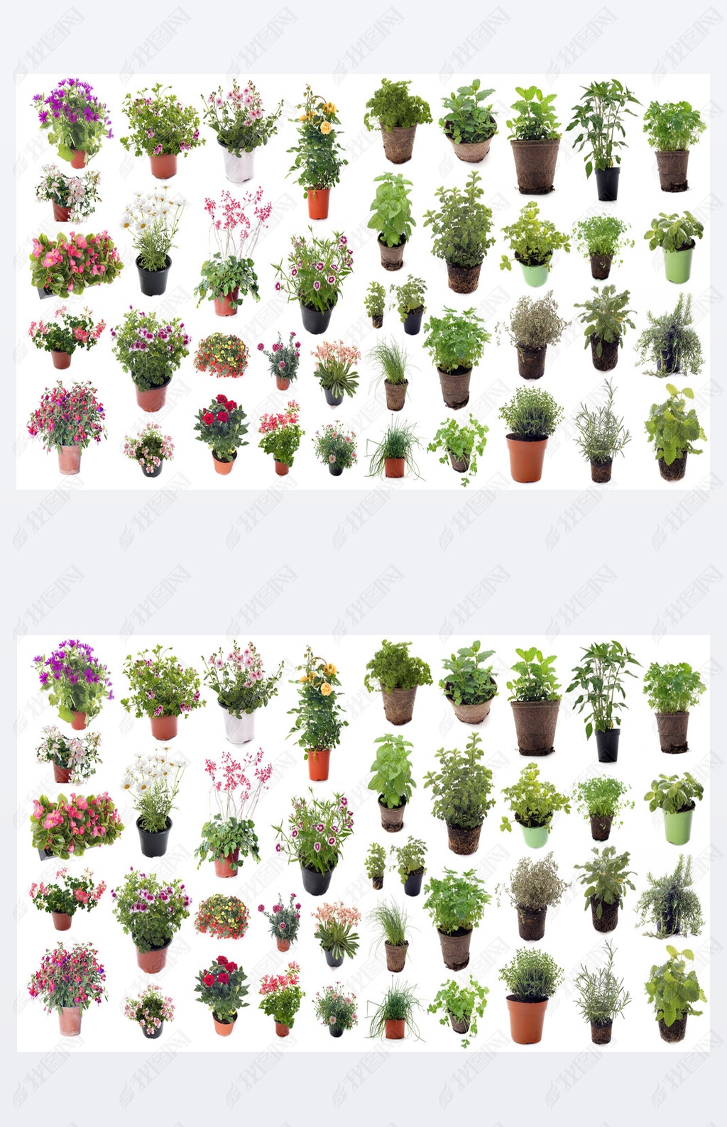 aromatic herbs and flower plants