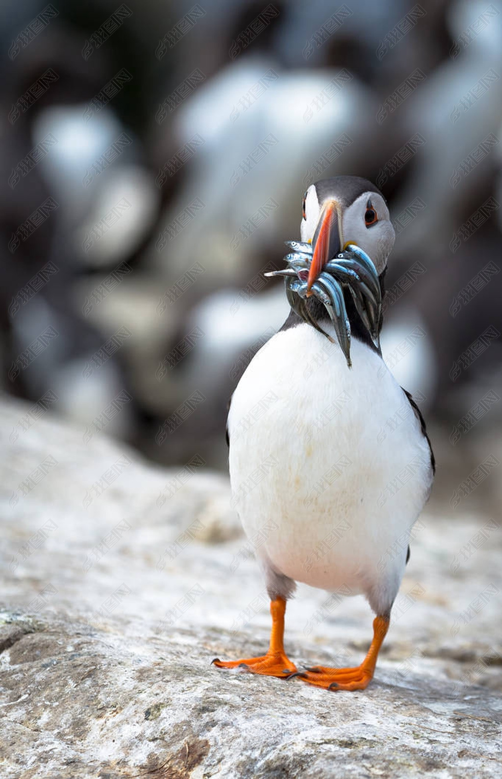 ȸӢAtlantic Puffin)