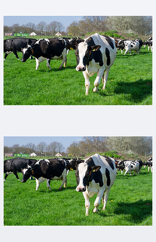 原创荷兰黑白花奶牛版权可商用