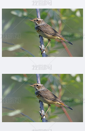 Luscinia svecica pallidogularisǵŮ Bluethroat ر