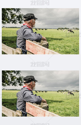Elderly farmhand watching  herd in pasture