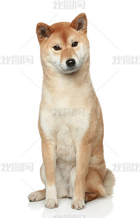 ڰɫ shiba inu 