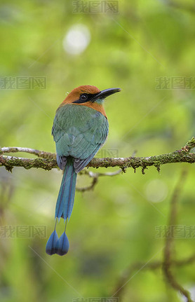 㷺Ʒѵ Motmot  platyrhynchum, ʵ Motmot ɭ, ˹.