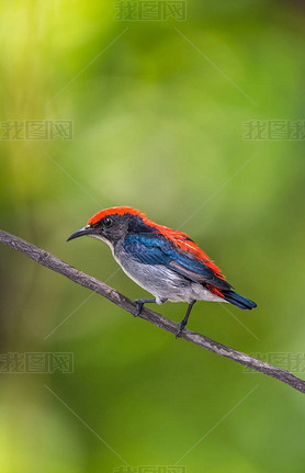  (ɺֵ֧ Flowerpecker) ȻҰ