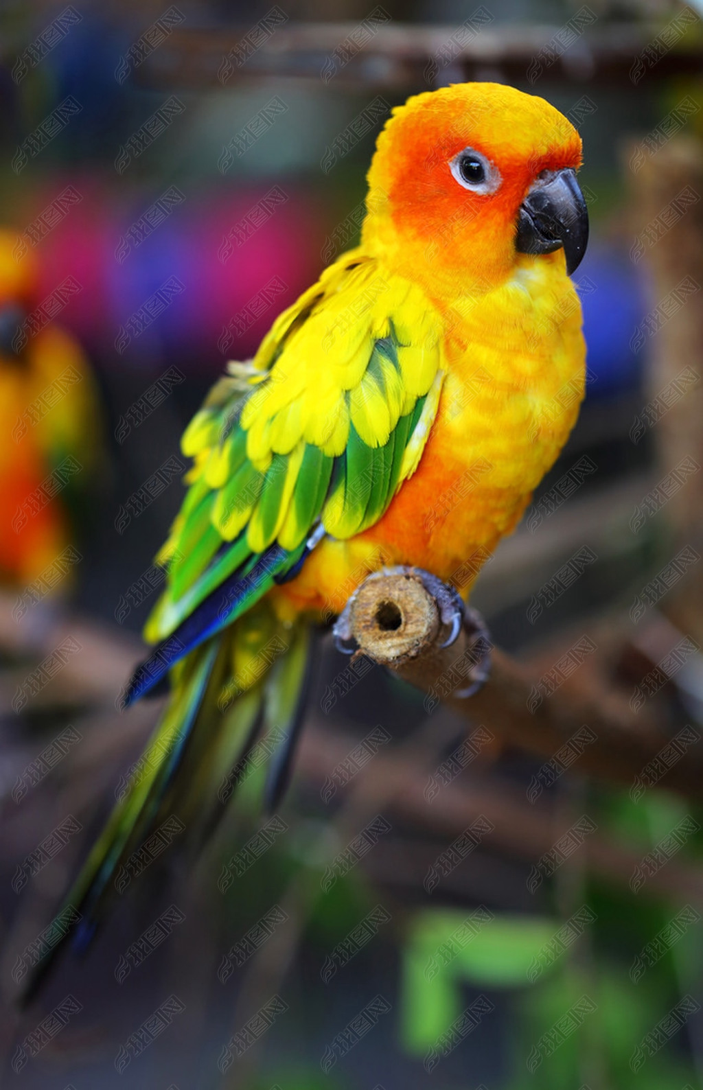 sun conure ķ֧