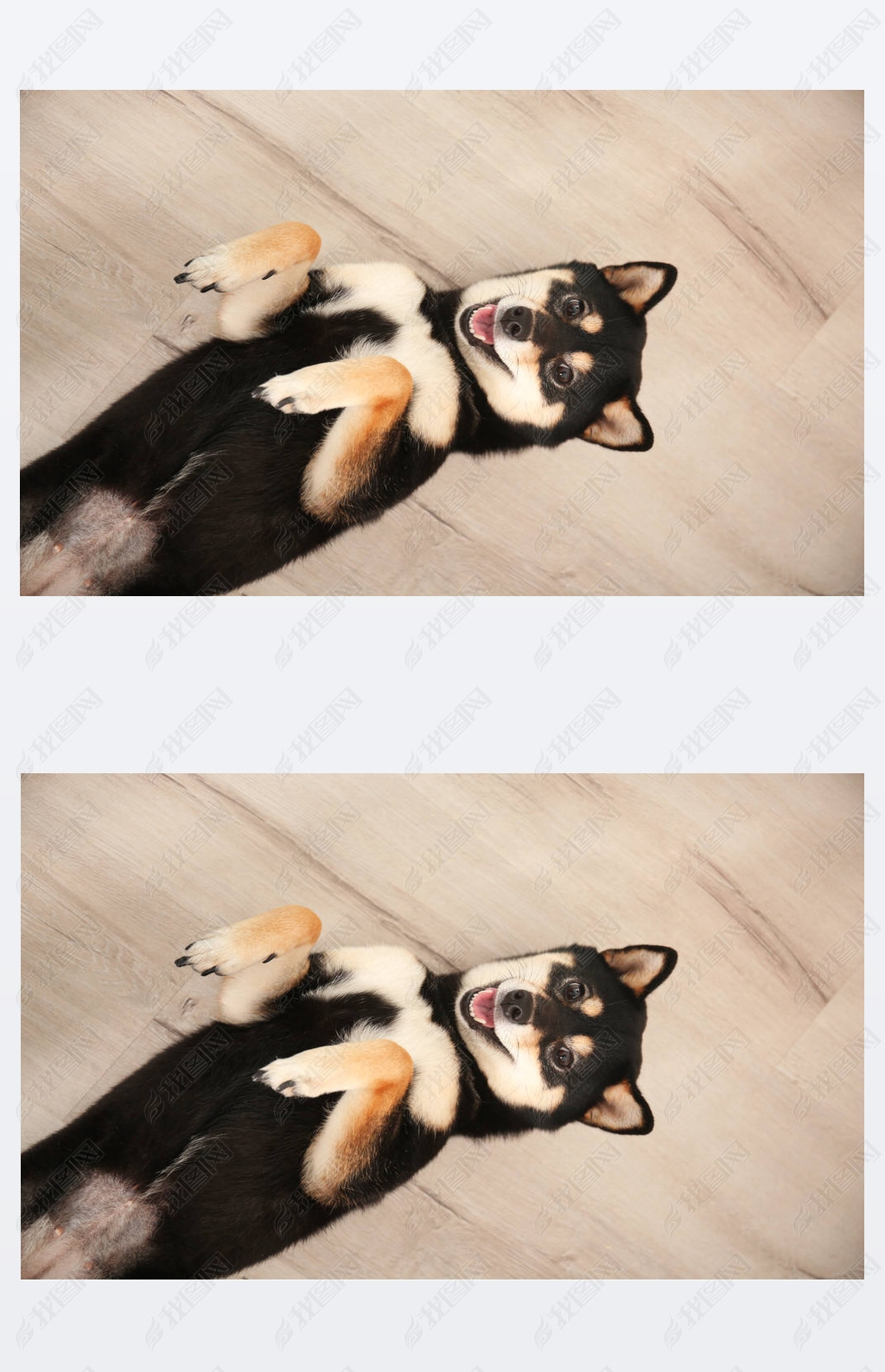 ɰ Shiba inu 