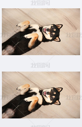 ɰ Shiba inu 